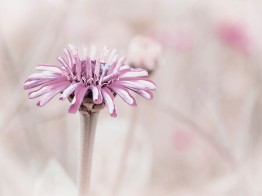 Bild der Fotografin Carola Ernszt, es zeigt eine lila Blume
