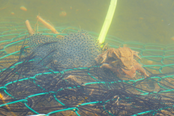 Ein türkisfarbenes Netz in einem Teich, darauf Laich und 2 Kröten die sich paaren
