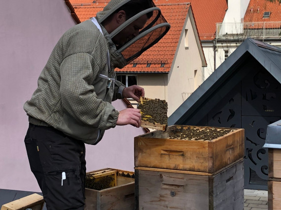 Ein Mann in Imkerausstattung betrachtet eine Wabe mit Bienen, welche er aus einem Bienenkasten auf dem Dach des Stadtmuseums genommen hat. genommen